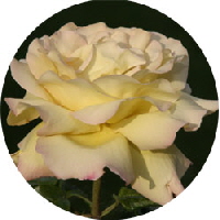 rose Kopie